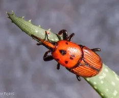 Rhynchophorus ferrugineus