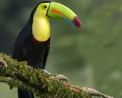 Ramphastos sulfuratus