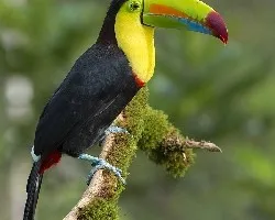 Ramphastos sulfuratus