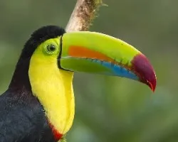 Ramphastos sulfuratus