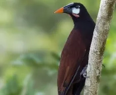 Psarocolius montezuma