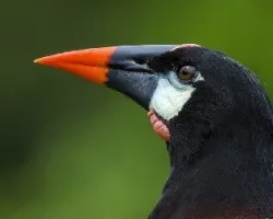 Psarocolius montezuma