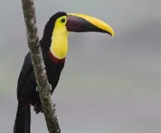 Ramphastos ambiguus