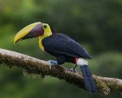 Ramphastos ambiguus