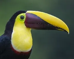 Ramphastos ambiguus