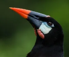 Psarocolius montezuma