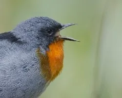 Oreothlypis gutturalis