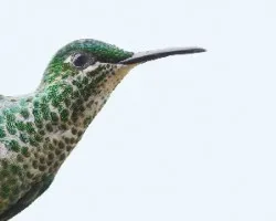 Colibrí