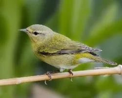 Oreothlypis peregrina