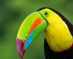 Ramphastos sulfuratus