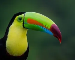 Ramphastos sulfuratus