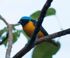 Euphonia elegantissima