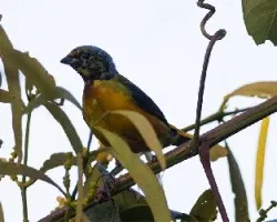 Euphonia elegantissima
