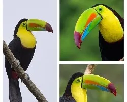 Ramphastos sulfuratus