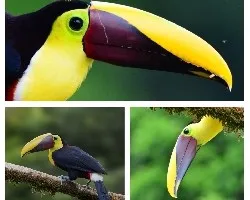 Ramphastos ambiguus