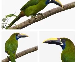 Aulacorhynchus prasinus