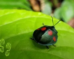 Coleóptero manchas rojas
