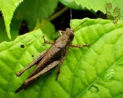 Saltamontes invadido