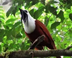 Procnias tricarunculata