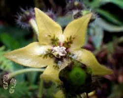 Witheringia maculata