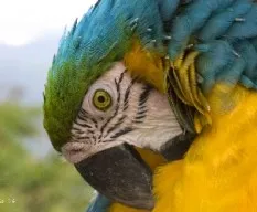 Guacamayo