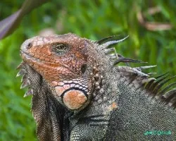 Iguana 