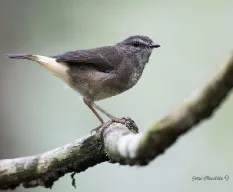 Phaeothlypis fulvicauda