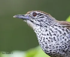 Thryothorus maculipectus