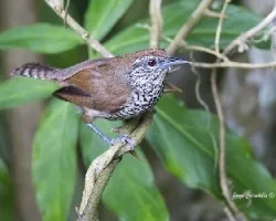 Thryothorus maculipectus