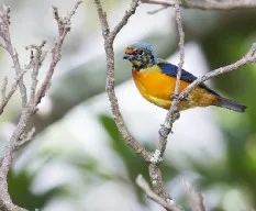 Euphonia elegantissima