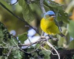 Euphonia elegantissima