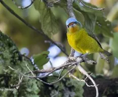 Euphonia elegantissima