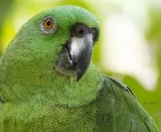 Amazona auropalliata