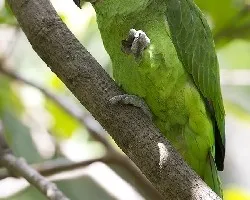 Amazona auropalliata
