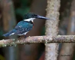 Chloroceryle americana