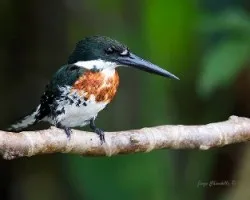 Chloroceryle americana