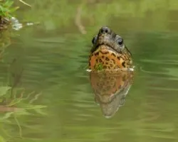 Trachemys scripta elegans