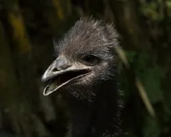 Emu