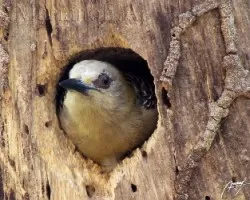 Melanerpes hoffmannii