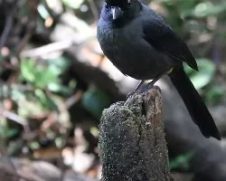 Pselliophorus tibialis