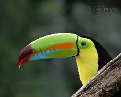 Ramphastos sulfuratus