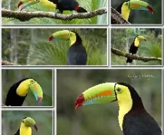 Ramphastos sulfuratus