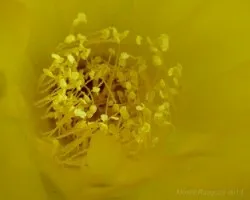 Centro de flor de cardo