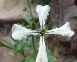 Flor de rúcula
