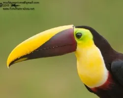 Ramphastos ambiguus