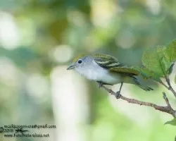 Setophaga pensylvanica