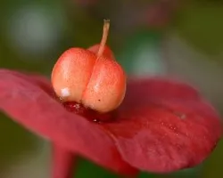 Flor roja