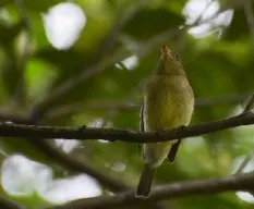 Empidonax  flaviventris