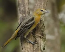 Icterus galbula
