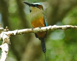 Eumomota superciliosa